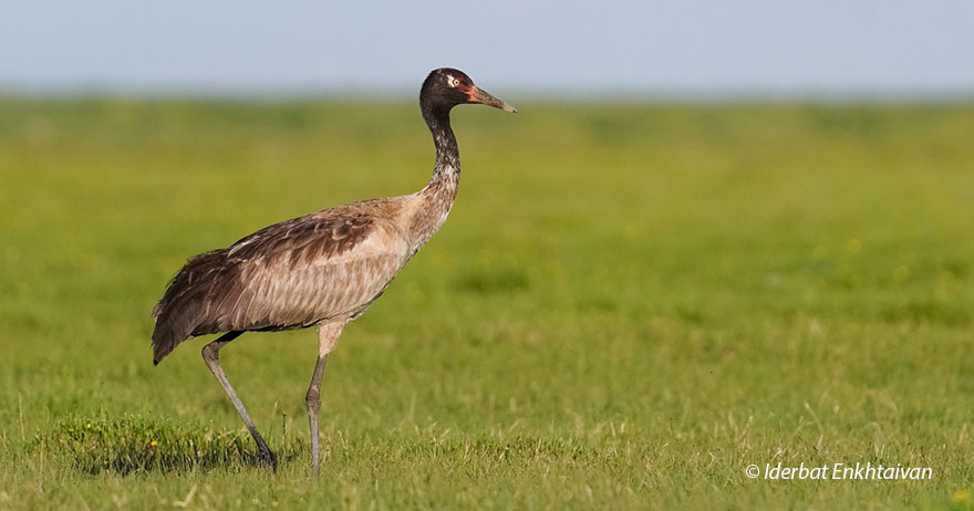 New-Crane-species-recorded-in-mongolia-black-necked-crane