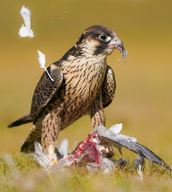 Peregrine_Falcon_bird_mongolian