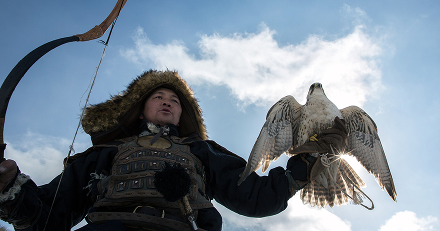 Saker-falcon-mongolian-national-bird