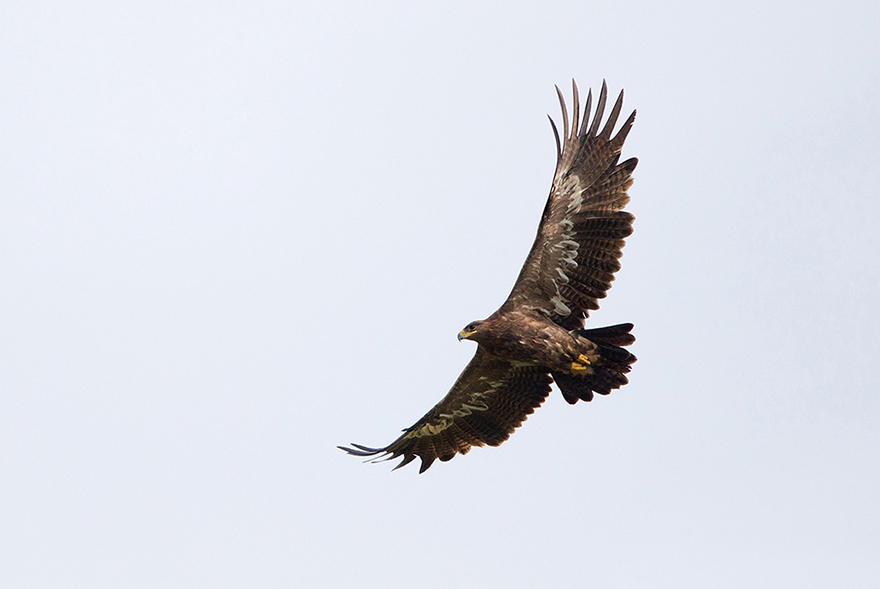 bird mongolia raptor in flight photo