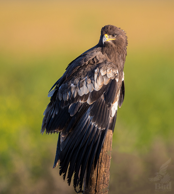 steppe-eagle-bird-mongolia-gallery